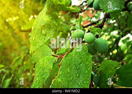 Frutta verde di alberi di prugne, che iniziano a maturare, appendere su un ramo di albero Foto Stock