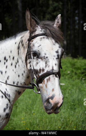 Faccia i cavalli in stretta fino in prossimità di una faccia di cavalli, cavallo bianco con macchie marroni con pelle marrone collare di testa Foto Stock