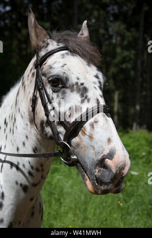 Faccia i cavalli in stretta fino in prossimità di una faccia di cavalli, cavallo bianco con macchie marroni con pelle marrone collare di testa Foto Stock
