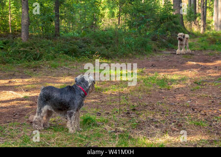 Due cani non familiari si incontrarono inaspettatamente nella foresta Foto Stock