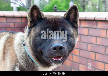 Cane. Grande Akita americana per adulti, primo piano. Foto Stock