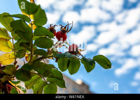 Bacche rosse di rosa selvatica sullo sfondo del cielo nuvoloso. Foto Stock