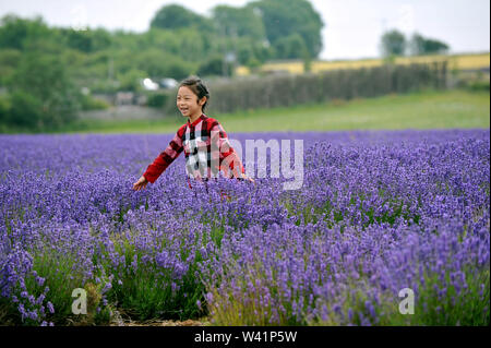 Cotswold Lavender Farm vicino Snowshill in Gloucestershire e Worcestershire confine Foto Stock
