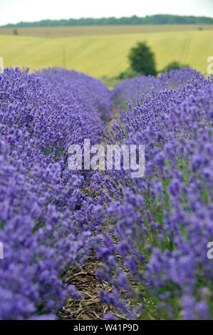 Cotswold Lavender Farm vicino Snowshill in Gloucestershire e Worcestershire boarder aperto ai turisti per un breve periodo di tempo prima del raccolto Foto Stock