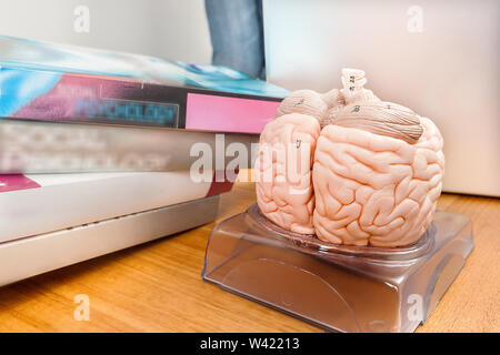 Modello artificiale di un cervello umano con le caratteristiche contrassegnate sul tavolo di legno in una scuola del lavoro Foto Stock