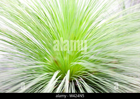 Erba close up con sottili foglie che mostra la all'interno di area scura dove le linee è venuto da un impianto di fantasia Foto Stock