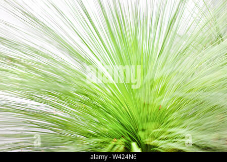 Molto sottile e lunga la linea sottile delle foglie di una pianta diffusa in entrambi i lati e piegato dall'angolo vicino fino Foto Stock