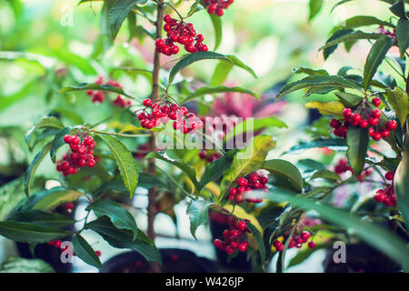 Ardisia Crenata ( Myrsinaceae ) piante piccola e luminosa frutta rossa Foto Stock