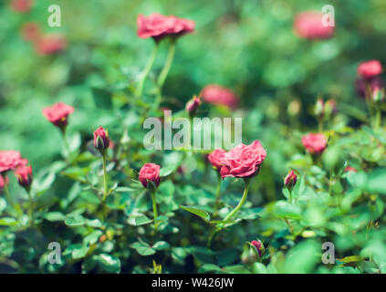 Cascata Red Rose in miniatura allevati Close up red mini rose Foto Stock