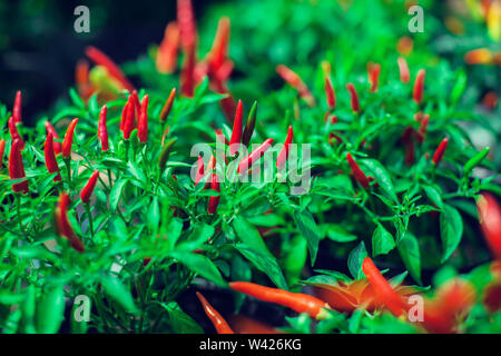 Close up di uccelli giovani occhio Chili albero con il suo peperoncino fresco in verde e rosso Foto Stock