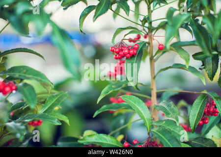 Ardisia Crenata ( Myrsinaceae ) piante piccola e luminosa frutta rossa Foto Stock