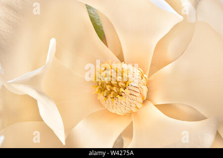 Sottile e grandi petali di colore bianco del fiore di magnolia fiorì fino e al di fuori di lasciare lo stigma mostra e diffondere carpels e stami. Sepali del fiore Foto Stock