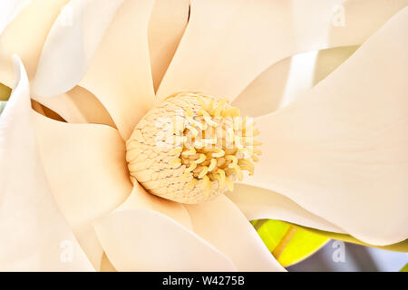 Sottile e grandi petali di colore bianco del fiore di magnolia fiorì fino e al di fuori di lasciare lo stigma mostra e diffondere carpels e stami. Sepali del fiore Foto Stock