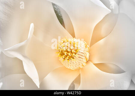 Sottile e grandi petali di colore bianco del fiore di magnolia fiorì fino e al di fuori di lasciare lo stigma mostra e diffondere carpels e stami. Sepali del fiore Foto Stock