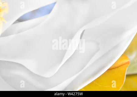 Grandi petali di colore bianco aspetto astratto linee bianco realizzato con sottili fette di fiori. Vi è un colore arancione a balestra o sepalo sotto il cremoso fette di magnolia wit Foto Stock
