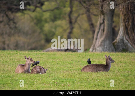 Tre cervi sika posa in un legno orlate prato con due Jackdawssitting sulle loro spalle, uno tirando fuori la pelliccia. Foto Stock