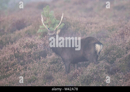 Sika cervo con grandi corna di cervo in piedi tra le eriche in una nebbiosa mattina. Foto Stock