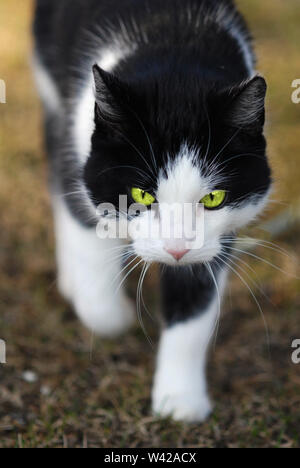 Gatto con Bright Green Eyes stalking e la caccia di prede. Foto Stock