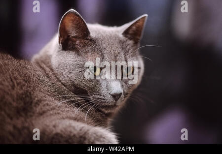 Ritratto di un gatto grigio Foto Stock