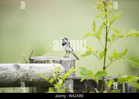 Pied wagtail appollaiato su un palo da recinzione con soft sfondo verde Foto Stock