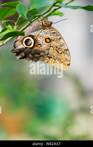 Blu Peleides morfo butterfly (Morpho peleides) in appoggio sul ramo di albero. Messa a fuoco selettiva e profondità di campo. Foto Stock