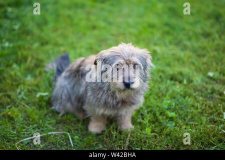 Un ritratto di senzatetto dog sitter sull'erba e guardando con occhi tristi. Animali e natura concetto Foto Stock