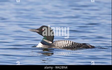 Loon comune (Gavia immer) nuotare nelle acque blu del lago Ontario, Canada Foto Stock