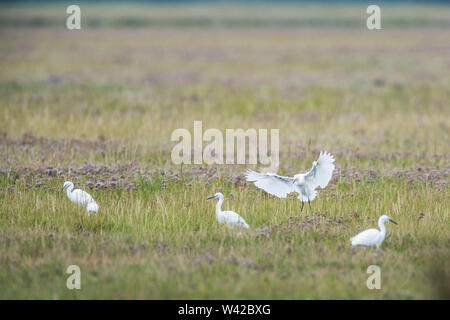 Garzetta, Egretta garzetta, atterraggio tra un piccolo gregge sulla Palude Salata. Foto Stock