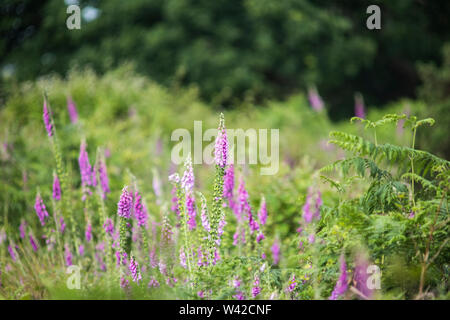 Wild, viola foxgloves crescente tra le felci con alberi sfocata in background Foto Stock