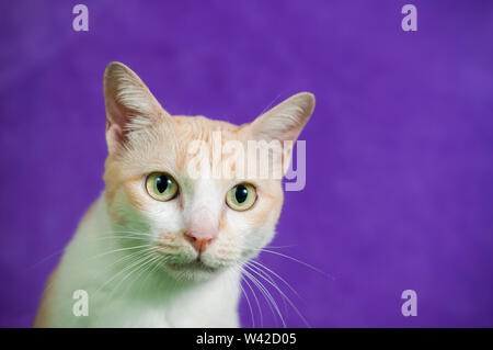 Close up Tiger gatto giallo guardando studio shot sfondo viola Foto Stock