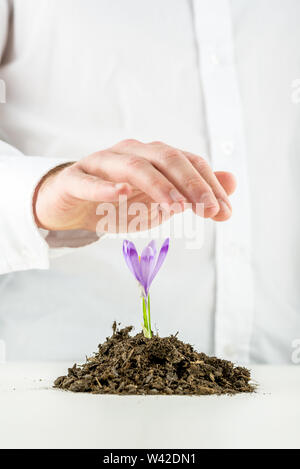 Uomo a protezione di una bella fresca fioritura viola la molla fresia spuntano dal tumulo di ricca terra organico su un desktop bianco, primo piano del fiore Foto Stock