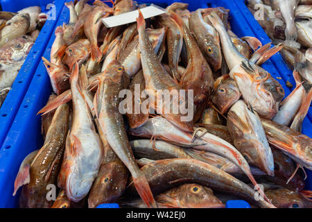 Pesce fresco triglie, barbun frutti di mare per la vendita in un negozio display in Rotterdam Paesi Bassi. Vista ravvicinata Foto Stock