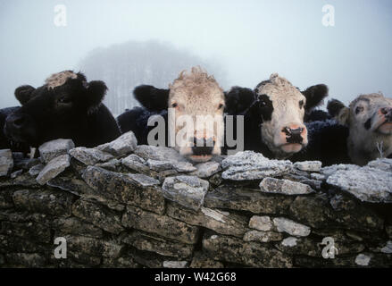 In inverno la valle Avening, Glos, Regno Unito Foto Stock