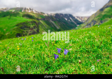 Primo piano di fiori viola su un prato verde in alta montagna del Caucaso Foto Stock