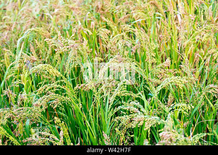 La maturazione spikelets di miglio sullo sfondo di foglie verdi Foto Stock