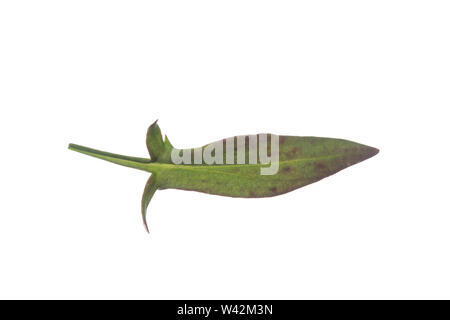 Kleiner Sauerampfer, Kleiner Ampfer, Zwerg-Sauerampfer, Rumex acetosella, pecore Sorrel, rosso sorrel di ovini sorrel, campo sorrel, aspro erbaccia, la petite Foto Stock