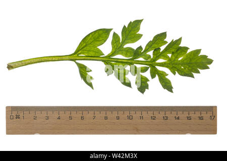 Klatsch-Mohn, Klatschmohn, Mohnblume, Klatschrose, Mohn, Papaver rhoeas, mais papavero, campo di papavero, comune papavero, rosa di mais, Fiandre, papavero rosso papavero, Foto Stock