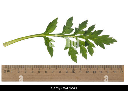 Klatsch-Mohn, Klatschmohn, Mohnblume, Klatschrose, Mohn, Papaver rhoeas, mais papavero, campo di papavero, comune papavero, rosa di mais, Fiandre, papavero rosso papavero, Foto Stock