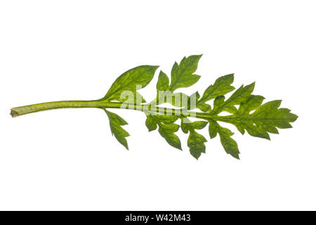 Klatsch-Mohn, Klatschmohn, Mohnblume, Klatschrose, Mohn, Papaver rhoeas, mais papavero, campo di papavero, comune papavero, rosa di mais, Fiandre, papavero rosso papavero, Foto Stock