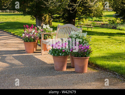 Tulipani primavera colorato {tulipa) in piena fioritura in Trentham Gardens Staffordshire Inghilterra UK EUROPE.uk Foto Stock