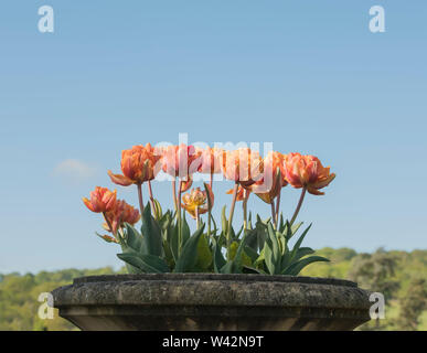 I tulipani in pieno fiore contro un cielo azzurro che cresce in un giardini Staffordshire England Regno Unito Foto Stock