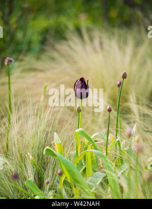 Singolo di colore scuro tulip in fiore insieme contro un feathery erba ornamentale sfondo. Staffordshire England Regno Unito Foto Stock