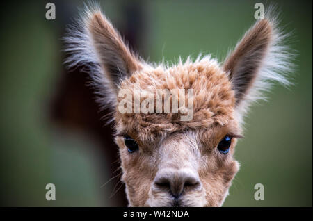 Walsleben, Germania. 09 Luglio, 2019. Alpaca stand in un vasto recinto di un allevatore. Nel nord del Land di Brandeburgo, un azienda di famiglia razze animali, che in realtà provengono dalle Ande ed elabora la lana in piumino o filati nella propria manifattura. Credito: Jens Büttner/dpa-Zentralbild/dpa/Alamy Live News Foto Stock