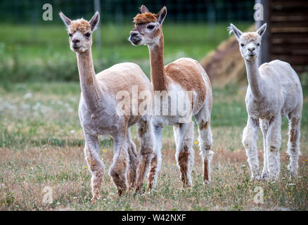 Walsleben, Germania. 09 Luglio, 2019. Alpaca eseguire attraverso un ampio recinto di un allevatore. Nel nord del Land di Brandeburgo, un azienda di famiglia razze animali, che in realtà provengono dalle Ande ed elabora la lana in piumino o filati nella propria manifattura. Credito: Jens Büttner/dpa-Zentralbild/dpa/Alamy Live News Foto Stock