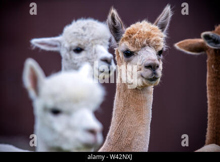 Walsleben, Germania. 09 Luglio, 2019. Alpaca stand in un vasto recinto di un allevatore. Nel nord del Land di Brandeburgo, un azienda di famiglia razze animali, che in realtà provengono dalle Ande ed elabora la lana in piumino o filati nella propria manifattura. Credito: Jens Büttner/dpa-Zentralbild/dpa/Alamy Live News Foto Stock