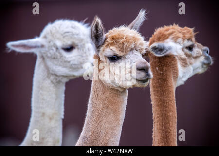 Walsleben, Germania. 09 Luglio, 2019. Alpaca stand in un vasto recinto di un allevatore. Nel nord del Land di Brandeburgo, un azienda di famiglia razze animali, che in realtà provengono dalle Ande ed elabora la lana in piumino o filati nella propria manifattura. Credito: Jens Büttner/dpa-Zentralbild/dpa/Alamy Live News Foto Stock