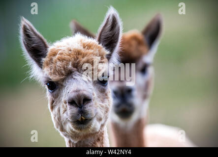 Walsleben, Germania. 09 Luglio, 2019. Alpaca stand in un vasto recinto di un allevatore. Nel nord del Land di Brandeburgo, un azienda di famiglia razze animali, che in realtà provengono dalle Ande ed elabora la lana in piumino o filati nella propria manifattura. Credito: Jens Büttner/dpa-Zentralbild/dpa/Alamy Live News Foto Stock