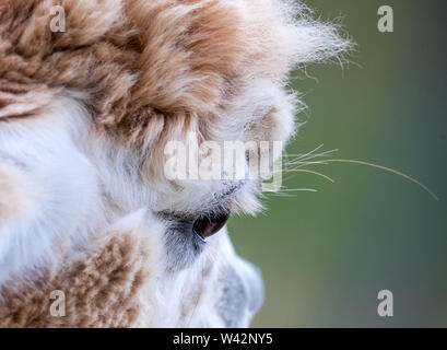 Walsleben, Germania. 09 Luglio, 2019. Alpaca stand in un vasto recinto di un allevatore. Nel nord del Land di Brandeburgo, un azienda di famiglia razze animali, che in realtà provengono dalle Ande ed elabora la lana in piumino o filati nella propria manifattura. Credito: Jens Büttner/dpa-Zentralbild/dpa/Alamy Live News Foto Stock