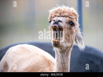 Walsleben, Germania. 09 Luglio, 2019. Un alpaca sbadigli in un vasto recinto di un allevatore. Nel nord del Land di Brandeburgo, un azienda di famiglia razze animali, che in realtà provengono dalle Ande ed elabora la lana in piumino o filati nella propria manifattura. Credito: Jens Büttner/dpa-Zentralbild/dpa/Alamy Live News Foto Stock