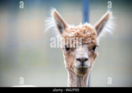 Walsleben, Germania. 09 Luglio, 2019. Alpaca stand in un vasto recinto di un allevatore. Nel nord del Land di Brandeburgo, un azienda di famiglia razze animali, che in realtà provengono dalle Ande ed elabora la lana in piumino o filati nella propria manifattura. Credito: Jens Büttner/dpa-Zentralbild/dpa/Alamy Live News Foto Stock